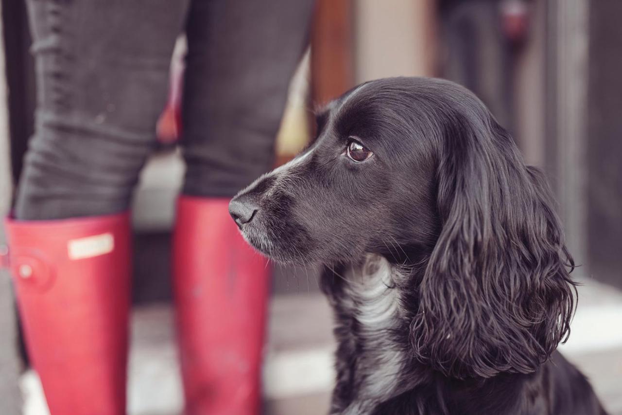 Longlands Inn & Cottages Карнфорт Екстериор снимка A black and white English Cocker Spaniel